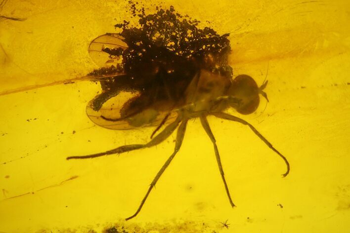 Fossil Fly (Diptera) In Baltic Amber #200244